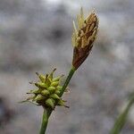 Carex oederi Ffrwyth