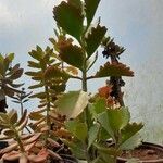 Kalanchoe longiflora Leaf