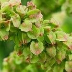 Rumex longifolius Fruto