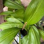 Hymenocallis tubiflora Leaf