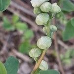 Exochorda × macrantha Other