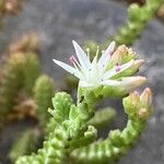 Sedum moranense Flower
