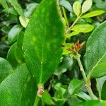 Acokanthera schimperi Blatt