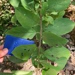 Cordia dentata Hoja