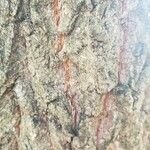 Quercus acutissima 樹皮