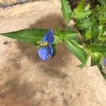 Commelina erectaFlower