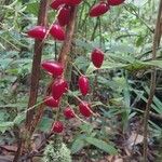 Dypsis louvelii Fruto