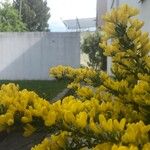 Cytisus decumbens Blomma