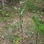 Cirsium odontolepis Habit