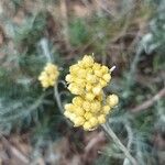 Helichrysum saxatile Цвят
