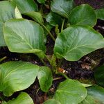 Bergenia crassifolia 整株植物