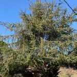 Cedrus atlantica 整株植物