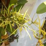 Brassia arachnoideaFlor