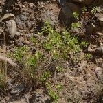 Lavandula rotundifolia Habit