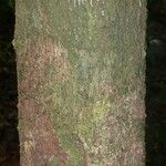 Protium cuneatum Kabuk