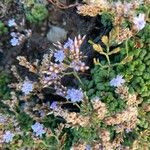 Limonium minutum Fiore