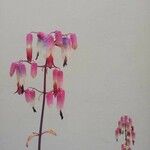 Bryophyllum pinnatum Λουλούδι