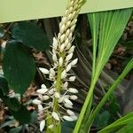 Coelogyne multifloraFlower