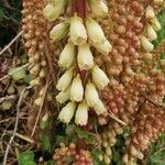 Umbilicus rupestris Flower