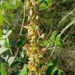 Crotalaria pallida Fiore