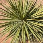 Yucca angustissima Staniste