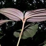 Clidemia septuplinervia Hoja