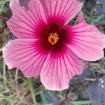 Hibiscus acetosella ᱵᱟᱦᱟ