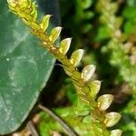 Selaginella denticulata Λουλούδι