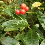 Ardisia crenata Gyümölcs