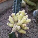 Echinopsis chamaecereusBlad