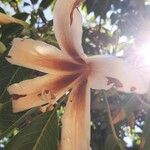 Ceiba insignis Blomst