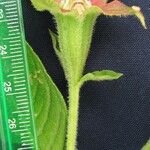 Ludwigia nervosa Otro