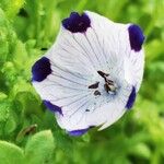 Nemophila maculata Flower