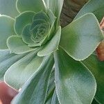 Aeonium hierrense Blatt