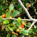 Cotoneaster dielsianus പുറംതൊലി