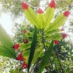 Columnea medicinalis 葉