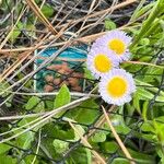 Erigeron quercifolius Blüte