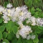 Thalictrum aquilegiifolium പുഷ്പം