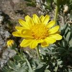 Hertia cheirifolia Flower