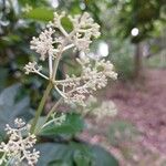 Psychotria carthagenensis Květ