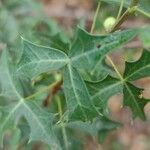 Mahonia trifoliolata Hoja