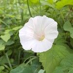 Calystegia silvaticaΛουλούδι