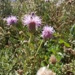 Cirsium arvenseFlower