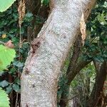 Ulmus laevis Bark