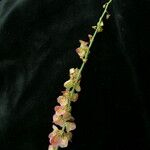 Rumex hastatus عادت