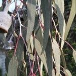 Eucalyptus sideroxylon Levél