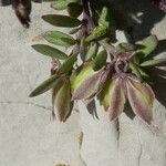 Polygala rupestris Flower