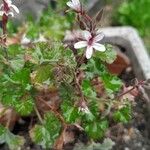 Pelargonium odoratissimum Kvet