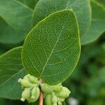 Symphoricarpos albus Frunză