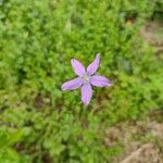 Triodanis perfoliata Blomma